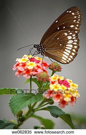 Common Crow on the flowers of Lantana at Pune, India View Large Photo Image Stock Photography - Common Crow on the flowers of Lantana at Pune, India. Fotosearch