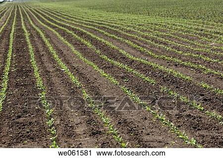 Stock Image - Corn field. Fotosearch