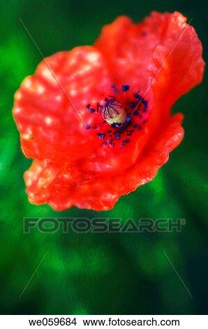 Corn Poppy, Shirley Poppy, Flanders Poppy. Papaver rhoeas. July 2006. Maryland, USA. View Large Photo Image Picture - Corn Poppy, Shirley Poppy, Flanders Poppy. Papaver rhoeas. July 2006. Maryland, USA.. Fotosearch