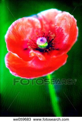 Corn Poppy, Shirley Poppy, Flanders Poppy. Papaver rhoeas. July 2006. Maryland, USA. View Large Photo Image Stock Image - Corn Poppy, Shirley Poppy, Flanders Poppy. Papaver rhoeas. July 2006. Maryland, USA.. Fotosearch