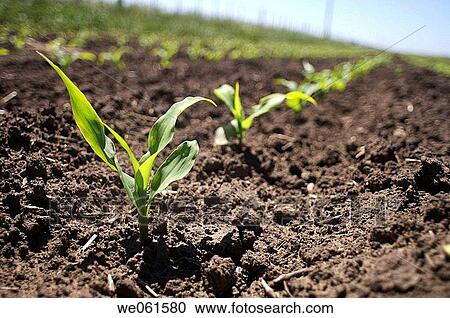 Corn View Large Photo Image Stock Image - Corn. Fotosearch