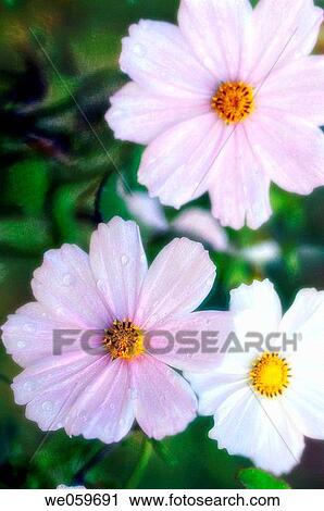 Cosmos flower trio. Cosmos bipinnatus. October 2006. Maryland, USA. View Large Photo Image Stock Image - Cosmos flower trio. Cosmos bipinnatus. October 2006. Maryland, USA.. Fotosearch