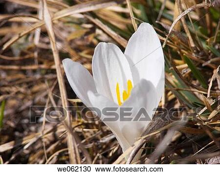 Stock Image - Crocus. Fotosearch