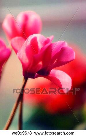 Cyclamen. Cyclamen hederifolium. December 2006. Maryland, USA. View Large Photo Image Stock Photo - Cyclamen. Cyclamen hederifolium. December 2006. Maryland, USA.. Fotosearch