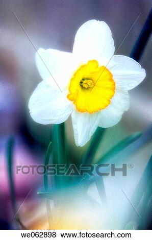 Daffodil Bloom. Narcissus hybrid. April 2007, Maryland, USA View Large Photo Image Stock Photo - Daffodil Bloom. Narcissus hybrid. April 2007, Maryland, USA. Fotosearch