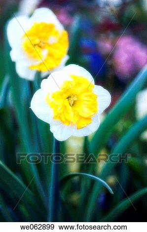 Daffodil Bloom. Narcissus hybrid. April 2007, Maryland, USA View Large Photo Image Stock Photo - Daffodil Bloom. Narcissus hybrid. April 2007, Maryland, USA. Fotosearch