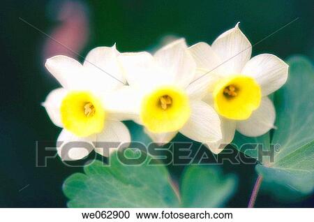 Daffodil Flower Trio. Narcissus hybrid. April 2007, Maryland, USA View Large Photo Image Stock Image - Daffodil Flower Trio. Narcissus hybrid. April 2007, Maryland, USA. Fotosearch