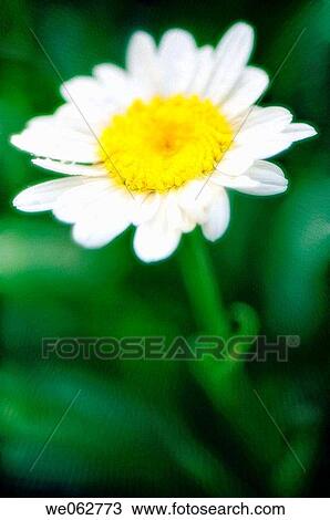 Daisy. Leucanthemum x superbum. July 2006, Maryland, USA View Large Photo Image Stock Image - Daisy. Leucanthemum x superbum. July 2006, Maryland, USA. Fotosearch