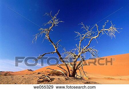 Dead tree at Sossusvlei, Namib desert. Namibia View Large Photo Image Stock Photo - Dead tree at Sossusvlei, Namib desert. Namibia. Fotosearch