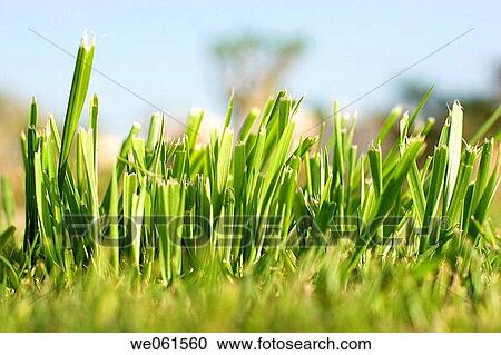 Detail of grass View Large Photo Image Stock Image - Detail of grass. Fotosearch