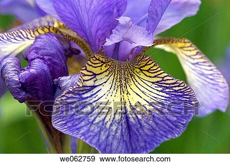 Details of a Siberian iris View Large Photo Image Stock Photo - Details of a Siberian iris. Fotosearch