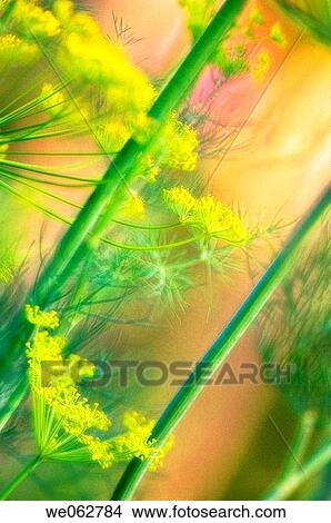 Dill Herb in Bloom. Anethum graveolens. June 2005, Maryland, USA View Large Photo Image Picture - Dill Herb in Bloom. Anethum graveolens. June 2005, Maryland, USA. Fotosearch