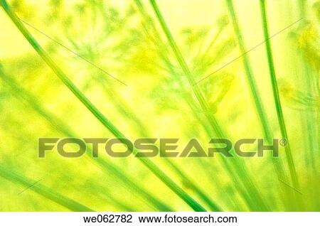 Dill Herb in Bloom. Anethum graveolens. June 2005, Maryland, USA View Large Photo Image Stock Image - Dill Herb in Bloom. Anethum graveolens. June 2005, Maryland, USA. Fotosearch