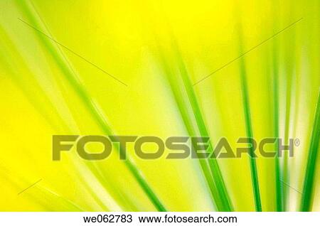 Dill Herb in Bloom. Anethum graveolens. June 2005, Maryland, USA View Large Photo Image Stock Image - Dill Herb in Bloom. Anethum graveolens. June 2005, Maryland, USA. Fotosearch
