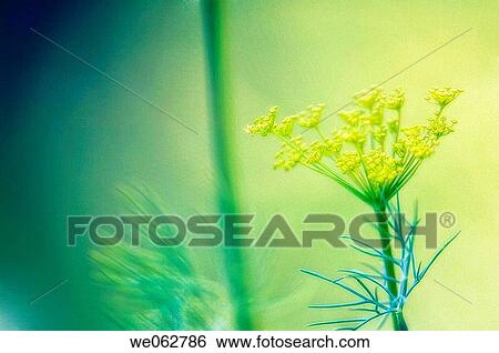Dill Herb in Bloom. Anethum graveolens. June 2005, Maryland, USA View Large Photo Image Stock Photograph - Dill Herb in Bloom. Anethum graveolens. June 2005, Maryland, USA. Fotosearch