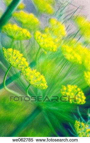 Dill Herb in Bloom. Anethum graveolens. June 2005, Maryland, USA View Large Photo Image Stock Photography - Dill Herb in Bloom. Anethum graveolens. June 2005, Maryland, USA. Fotosearch
