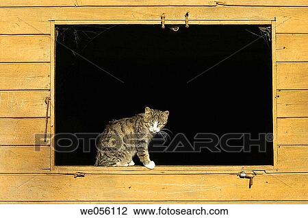 Domestic cat in window of a cowshed. Bavaria, Germany, Europe. View Large Photo Image Stock Image - Domestic cat in window of a cowshed. Bavaria, Germany, Europe.. Fotosearch