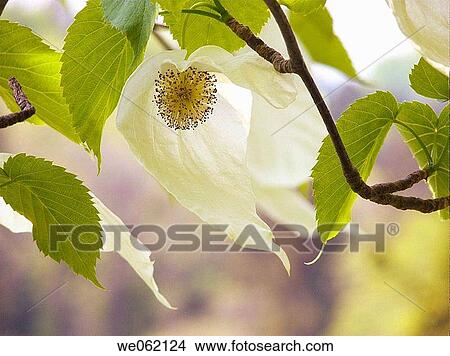 Dove tree (Davidia involucrata) at Arboretum d? Aubonne. Vaud, Switzerland View Large Photo Image Picture - Dove tree (Davidia involucrata) at Arboretum d? Aubonne. Vaud, Switzerland. Fotosearch