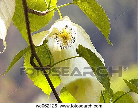 Dove tree (Davidia involucrata) at Arboretum d? Aubonne. Vaud, Switzerland View Large Photo Image Stock Photography - Dove tree (Davidia involucrata) at Arboretum d? Aubonne. Vaud, Switzerland. Fotosearch