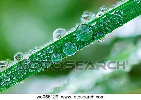 Drops of water on grass. Bavaria, Germany, Europe. View Large Photo Image Stock Photo - Drops of water on grass. Bavaria, Germany, Europe.. Fotosearch