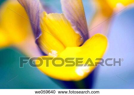 Dutch iris. Iris danfordiae. May 2006, Maryland, USA View Large Photo Image Stock Image - Dutch iris. Iris danfordiae. May 2006, Maryland, USA. Fotosearch