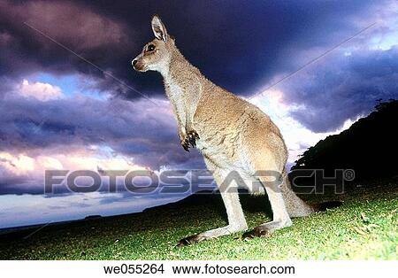 Eastern Grey Kangaroo (Macropus giganteus), Murramarang National Park. Victoria, Australia View Large Photo Image Picture - Eastern Grey Kangaroo (Macropus giganteus), Murramarang National Park. Victoria, Australia. Fotosearch