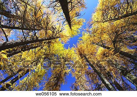 European Larch tree (Larix europaea) in autumn ground view. Engadine, Grisons, Switzerland, Europe. View Large Photo Image Stock Photography - European Larch tree (Larix europaea) in autumn ground view. Engadine, Grisons, Switzerland, Europe.. Fotosearch