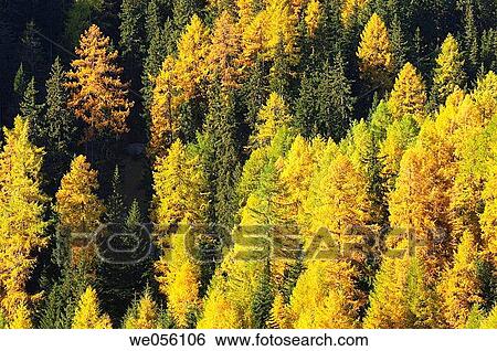 European Larch tree (Larix europaea) forest in autumn. Engadine, Grisons, Switzerland, Europe. View Large Photo Image Stock Photograph - European Larch tree (Larix europaea) forest in autumn. Engadine, Grisons, Switzerland, Europe.. Fotosearch