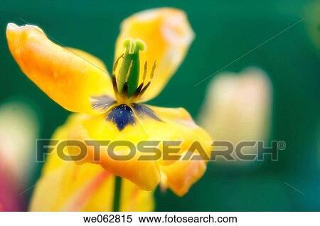 Fading Tulip. Tulipa hybrid. April 2006, Maryland, USA View Large Photo Image Stock Photography - Fading Tulip. Tulipa hybrid. April 2006, Maryland, USA. Fotosearch