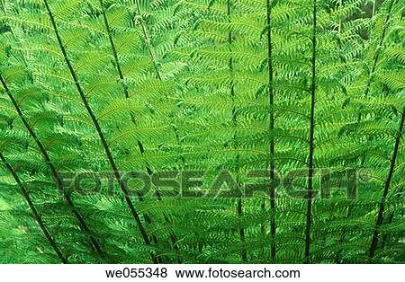 Ferns, Great Otway National Park. Victoria, Australia View Large Photo Image Stock Photo - Ferns, Great Otway National Park. Victoria, Australia. Fotosearch