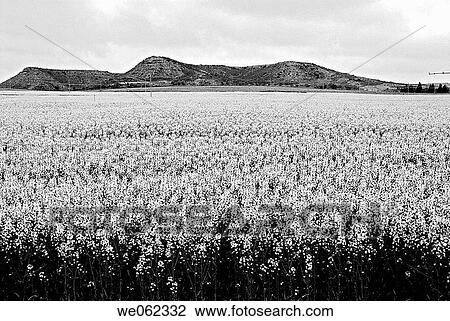 Field, Mos. Huesca province, Aragon, Spain View Large Photo Image Stock Image - Field, Mos. Huesca province, Aragon, Spain. Fotosearch