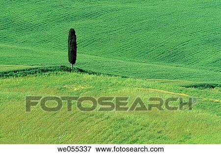 Fields and cypress tree near Pienza. Val d? Orcia, Siena province, Tuscany, Italy View Large Photo Image Stock Photo - Fields and cypress tree near Pienza. Val d? Orcia, Siena province, Tuscany, Italy. Fotosearch