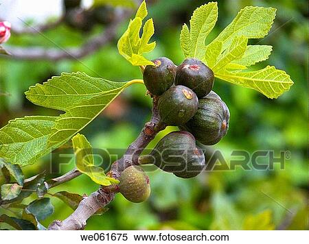 Fig tree in the garden of H? tel des Cascades, Immouzer. Agadir region, Morocco View Large Photo Image Stock Photography - Fig tree in the garden of H? tel des Cascades, Immouzer. Agadir region, Morocco. Fotosearch