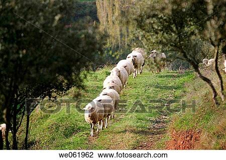 Flock View Large Photo Image Stock Image - Flock. Fotosearch