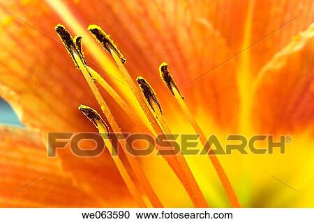 Flower macro View Large Photo Image Stock Image - Flower macro. Fotosearch