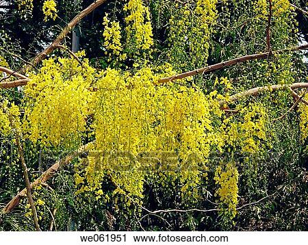 Flowers. Cassia Fistula. Indian Laburnum. Family: Caesalpiniaceae. A medium_sized deciduous tree with yellow flowers. The fruit is in the form of a long cylindrical pod. It is used in local medicine. Pune, Maharashtra, India. View Large Photo Image Stock Image - Flowers. Cassia Fistula. Indian Laburnum. Family: Caesalpiniaceae. A medium_sized deciduous tree with yellow flowers. The fruit is in the form of a long cylindrical pod. It is used in local medicine. Pune, Maharashtra, India.. Fotosearch