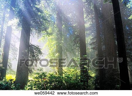 Stock Image - Foggy forest. Fotosearch