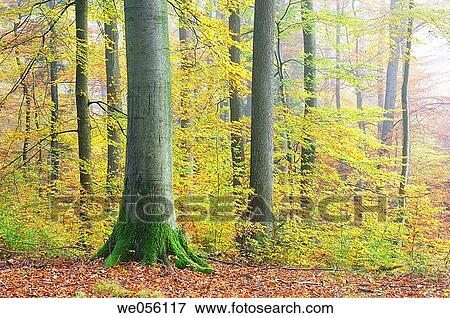 Stock Photo - Forest in autumn. Spessart, Franconia, Bavaria, Germany, Europe.. Fotosearch