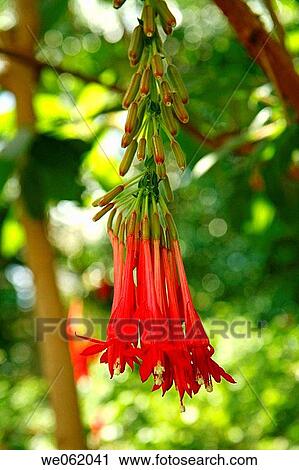 Fuchsia boliviana in Royal Botanic Gardens Kew in Richmond, London. England, UK View Large Photo Image Stock Image - Fuchsia boliviana in Royal Botanic Gardens Kew in Richmond, London. England, UK. Fotosearch