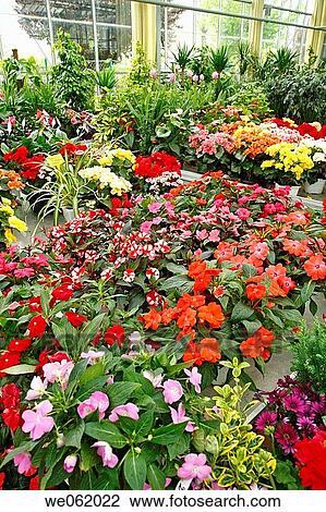 Stock Image - Garden centre, Luchon. Midi-Pyr? n? es, France. Fotosearch