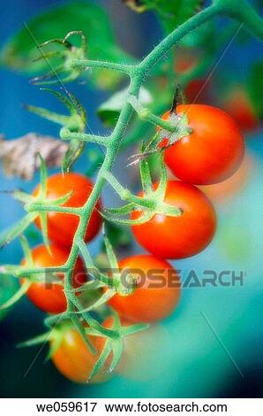 Garden Cherry Tomatoes. Solanum lycopersicon. August 2006, Maryland, USA View Large Photo Image Stock Photo - Garden Cherry Tomatoes. Solanum lycopersicon. August 2006, Maryland, USA. Fotosearch