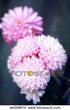 Garden mums. Chrysanthemum hybrid. December 2006. Maryland, USA. View Large Photo Image Picture - Garden mums. Chrysanthemum hybrid. December 2006. Maryland, USA.. Fotosearch