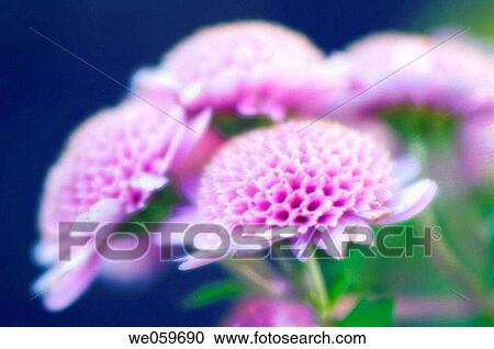 Garden mums. Chrysanthemum hybrid. November 2006. Maryland, USA. View Large Photo Image Stock Image - Garden mums. Chrysanthemum hybrid. November 2006. Maryland, USA.. Fotosearch