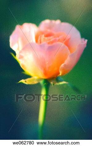 Garden Rose. Rosa hybrid. July 2006, Maryland, USA View Large Photo Image Stock Image - Garden Rose. Rosa hybrid. July 2006, Maryland, USA. Fotosearch