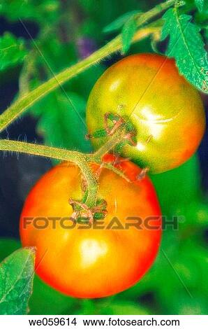 Garden Tomatoes. Solanum lycopersicon. August 2005, Maryland, USA View Large Photo Image Picture - Garden Tomatoes. Solanum lycopersicon. August 2005, Maryland, USA. Fotosearch