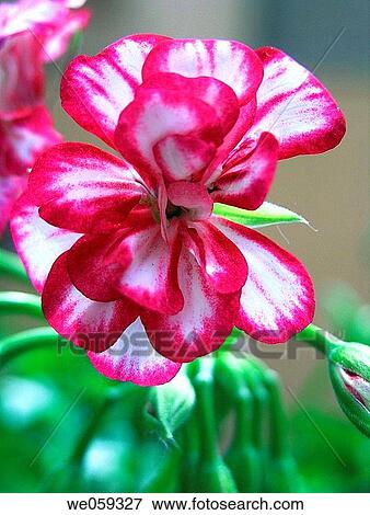 Geranium View Large Photo Image Stock Photo - Geranium. Fotosearch