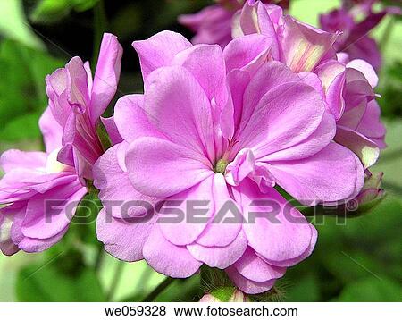 Geranium View Large Photo Image Stock Photo - Geranium. Fotosearch