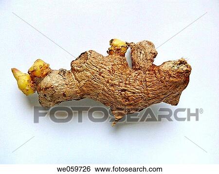 Ginger View Large Photo Image Stock Photograph - Ginger. Fotosearch