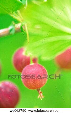 Gooseberry. Ribes hirtellum. June 2006, Maryland, USA View Large Photo Image Stock Image - Gooseberry. Ribes hirtellum. June 2006, Maryland, USA. Fotosearch
