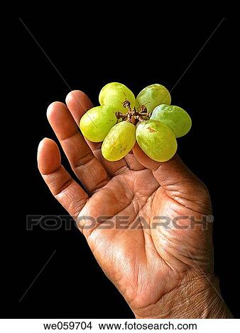 Grapes (Vitis) species: voinierianum _ Vitis vinifera. The Classic Berry. Pune, Maharashtra, India. View Large Photo Image Picture - Grapes (Vitis) species: voinierianum _ Vitis vinifera. The Classic Berry. Pune, Maharashtra, India.. Fotosearch